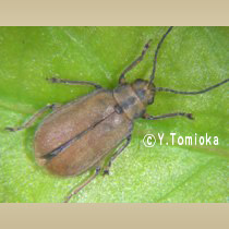 アブ類　<i>Tabanidae</i>