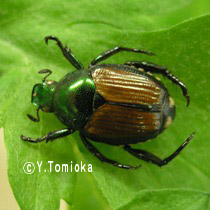 アブ類　<i>Tabanidae</i>