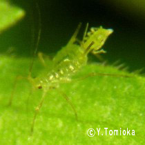 アブ類　<i>Tabanidae</i>