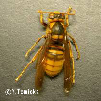 アブ類　<i>Tabanidae</i>