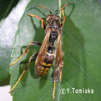 アブ類　<i>Tabanidae</i>