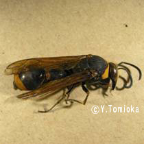 アブ類　<i>Tabanidae</i>