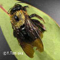 アブ類　<i>Tabanidae</i>