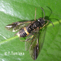 アブ類　<i>Tabanidae</i>