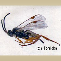 アブ類　<i>Tabanidae</i>