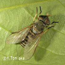 アブ類　<i>Tabanidae</i>