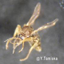 アブ類　<i>Tabanidae</i>