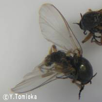 アブ類　<i>Tabanidae</i>